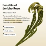 Collagen Eye Patch Jericho Rose Jelly (x96) (Bulk Box) - Image 5